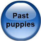 Past puppies